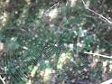 2011-10-02, Pilze (26)